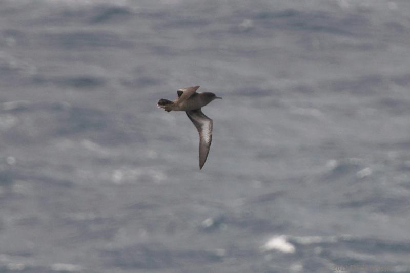 2012-04-21_18-32-00 (1).jpg - Sooty Shearwater  , Scotia Sea